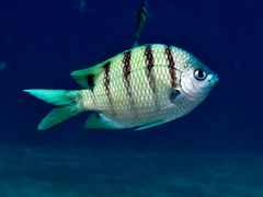 Abudefduf abdominalis