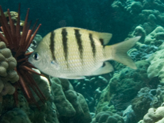 Abudefduf abdominalis