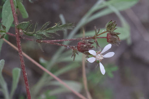 Image of Horkelia cuneata by (c) Arvel Hernandez, some rights reserved (CC BY)