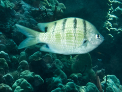 Abudefduf abdominalis