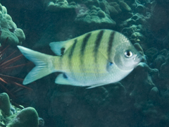 Abudefduf abdominalis