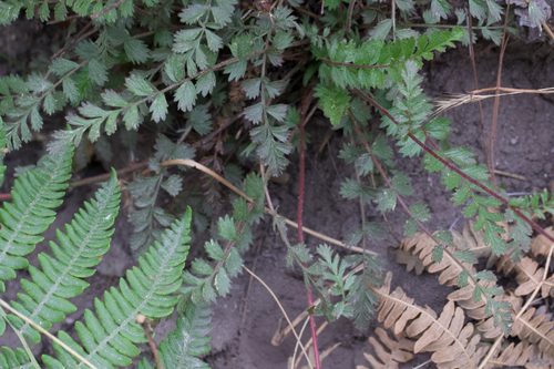 Image of Horkelia cuneata by (c) Arvel Hernandez, some rights reserved (CC BY)