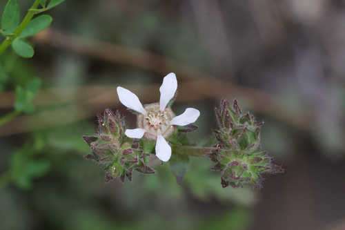 Image of Horkelia cuneata by (c) Arvel Hernandez, some rights reserved (CC BY)