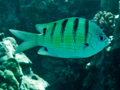 Abudefduf abdominalis