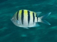 Abudefduf abdominalis