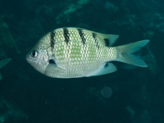 Abudefduf abdominalis