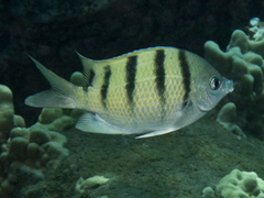 Abudefduf abdominalis