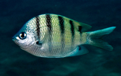 Abudefduf abdominalis