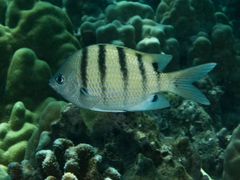 Abudefduf abdominalis