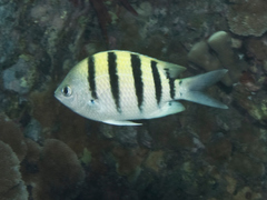 Abudefduf abdominalis