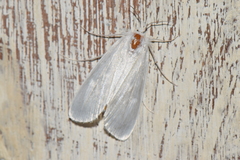 Rupela