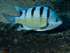 Abudefduf abdominalis