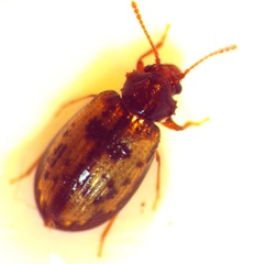 Derodontus esotericus