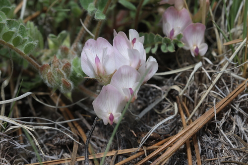Astragalus parryi
