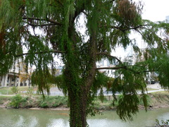 Taxodium mucronatum