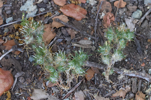 Image of Eriastrum abramsii by (c) Arvel Hernandez, some rights reserved (CC BY)