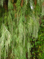 Taxodium mucronatum