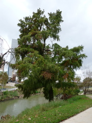 Taxodium mucronatum