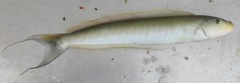 Lopholatilus chamaeleonticeps