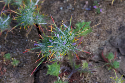 Image of Eriastrum abramsii by (c) Arvel Hernandez, some rights reserved (CC BY)