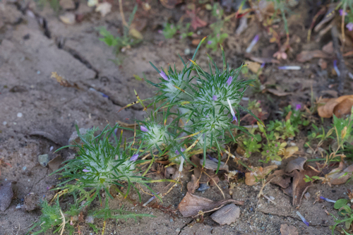 Image of Eriastrum abramsii by (c) Arvel Hernandez, some rights reserved (CC BY)