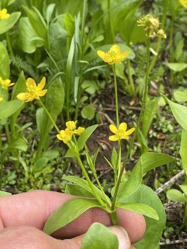 Mountain Buttercup (Ranunculus populago)