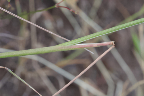 Image of Elymus multisetus by (c) Arvel Hernandez, some rights reserved (CC BY)