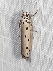 Ethmia heptasema