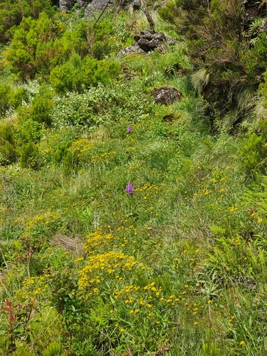 Image of Dactylorhiza foliosa by (c) Vítor Jorge, some rights reserved (CC BY)