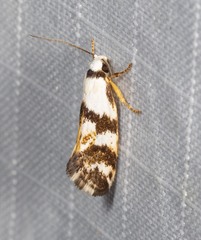 Lichenaula lambda