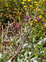 Pericallis aurita image