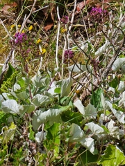 Pericallis aurita image