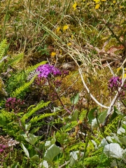 Pericallis aurita image