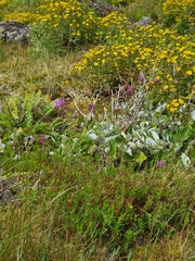 Pericallis aurita image