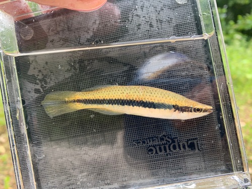 Blackspotted Topminnow