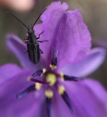 Oedemerinae