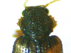Derodontus esotericus
