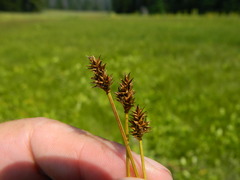 Carex illota
