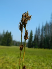 Carex luzulina