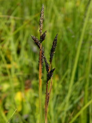 Carex scopulorum