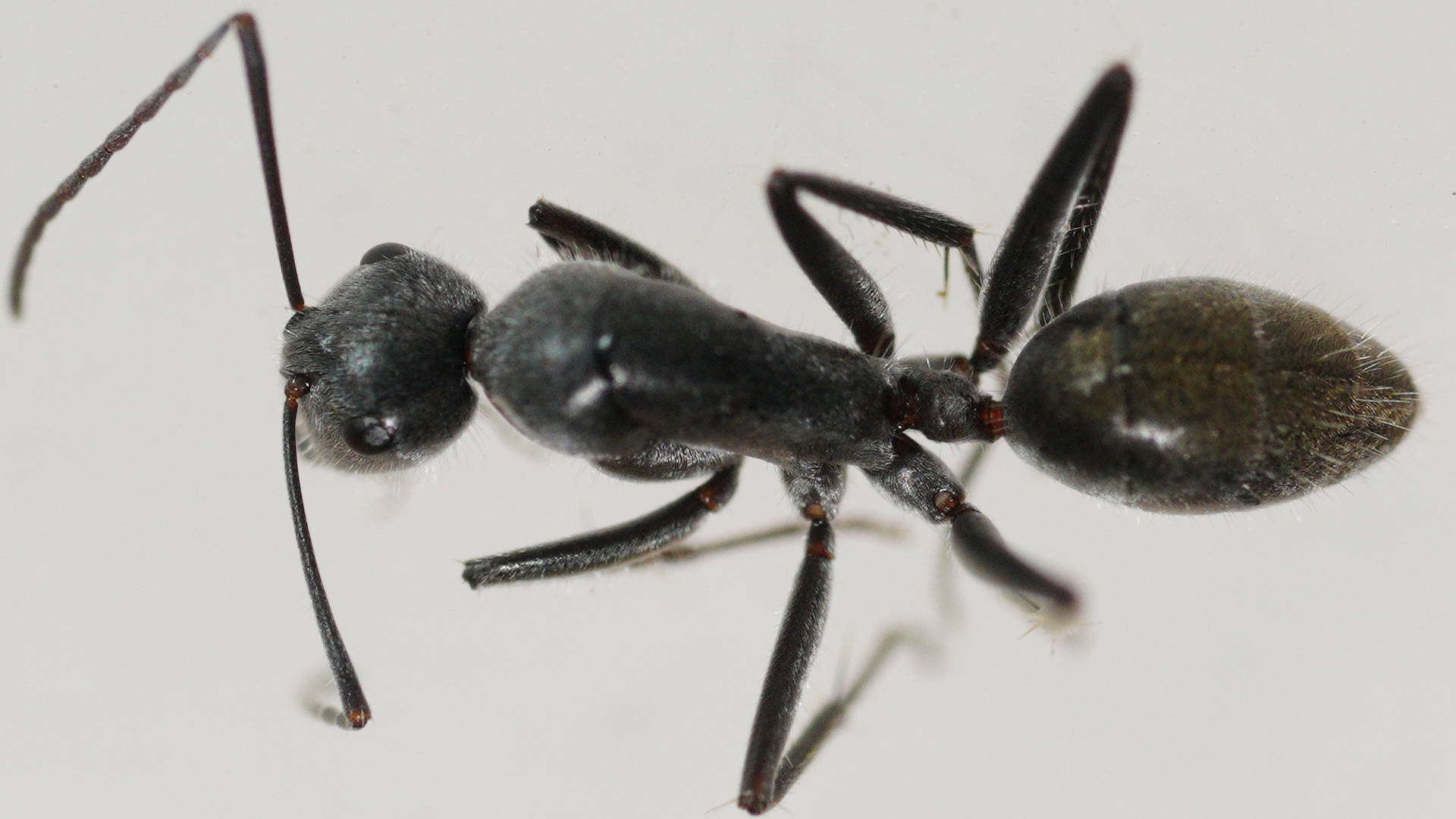 Myrmophyma
