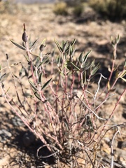 Euphorbia acuta