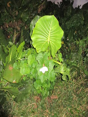 Montrichardia linifera