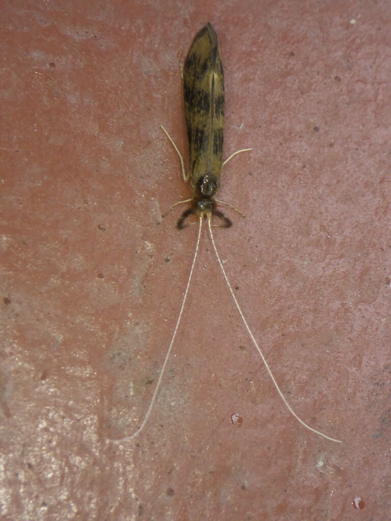 Gold-winged Long-horned Caddisfly
