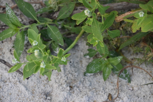 Sphenoclea zeylanica iNat (2)