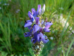Lupinus burkei