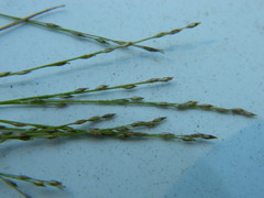 Muhlenbergia filiformis