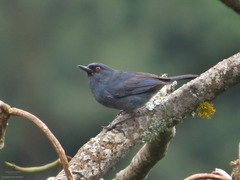 Diglossa caerulescens