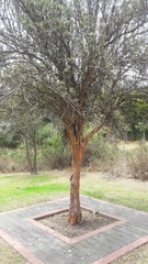 Polylepis racemosa