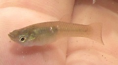 Poecilia vivipara